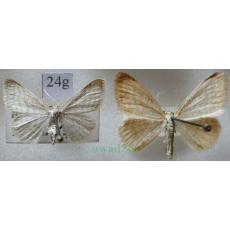 Idaea pallidata (Denis & Schiffermüller, 1775) pair Krocznik blednik Czech24g